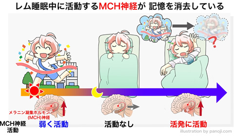 共同発表 浅い眠りで記憶が消去される仕組みを解明 なぜ夢は起きるとすぐに忘れてしまうのか 共同発表 浅い眠りで記憶が消去される仕組みを解明 なぜ夢は起きるとすぐに忘れてしまうのか