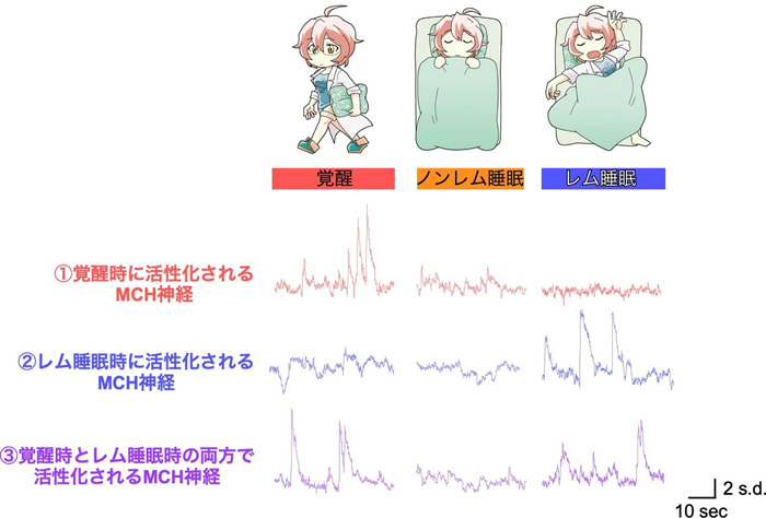 図２　睡眠覚醒状態の変化に伴うＭＣＨ神経活動の変化