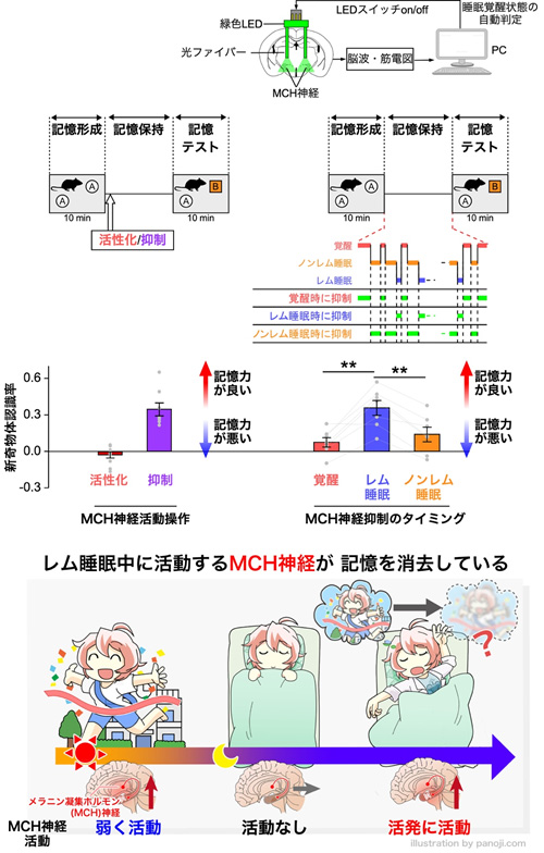 図３　ＭＣＨ神経の活動と記憶への影響