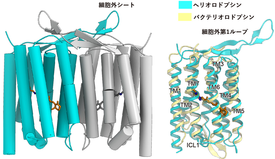 新型の光応答性タンパク質であるヘリオロドプシンの構造を解明