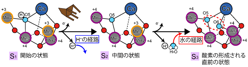 図２　酸素分子を形成する反応における触媒部分の立体構造の変化