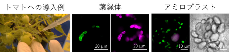 図２　ペプチドとＤＮＡのクラスターをトマト果実とタバコ葉に導入