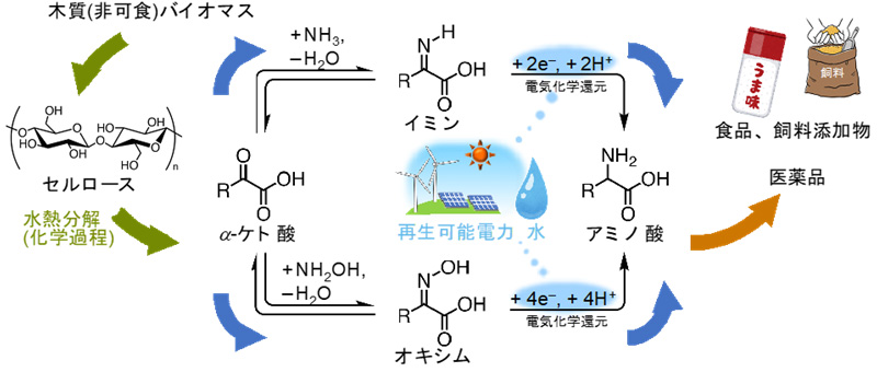 図２　バイオマスと水を原料とするアミノ酸合成のフロー