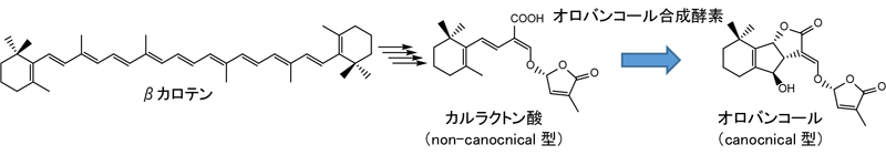 図１　βカロテンからオロバンコールに至る生合成の概略図