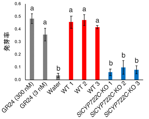 図３　ＳｌＣＹＰ７２２Ｃ－ＫＯ根分泌物中のＰｈｅｌｉｐａｎｃｈｅ ａｅｇｙｐｔｉａｃａに対する発芽誘導活性