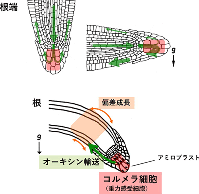 図１　シロイヌナズナ根の重力屈性反応