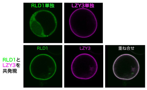 図３　ＬＺＹによってＲＬＤは細胞膜へと局在を変える