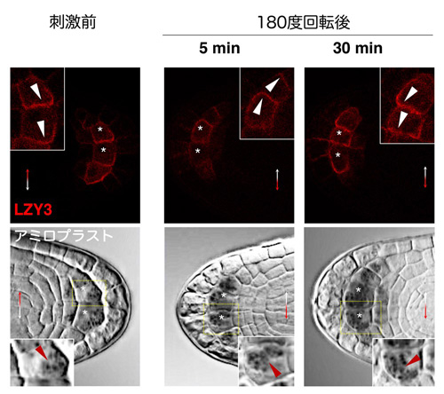 図５　ＬＺＹ３は重力方向側の細胞膜に局在する