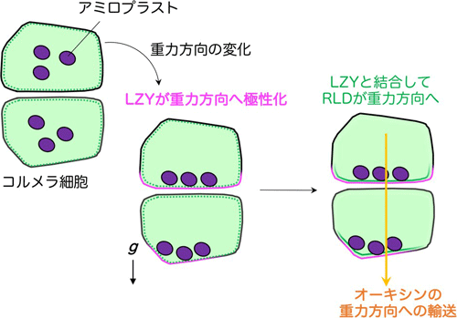 図６　側根コルメラ細胞での重力シグナル伝達