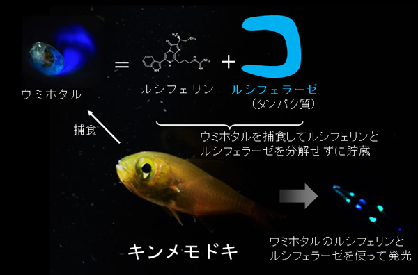 キンメモドキ