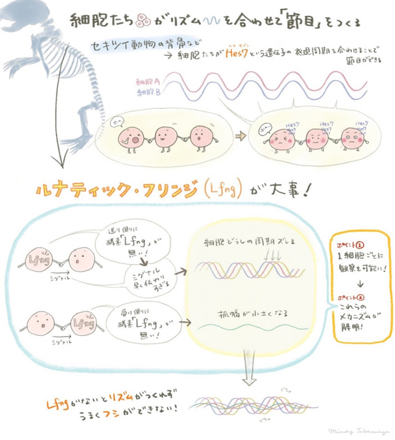 Amazon.co.jp: 進化―分子・個体・生態系 : ニコラス・H