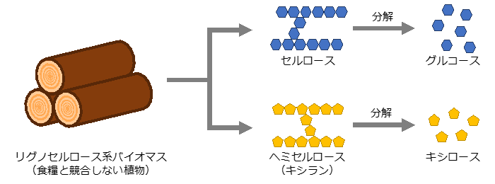 図１　食料生産と競合しないリグノセルロース系バイオマスの構成成分