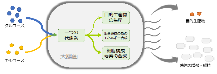 図２　通常の大腸菌を用いたモノづくり