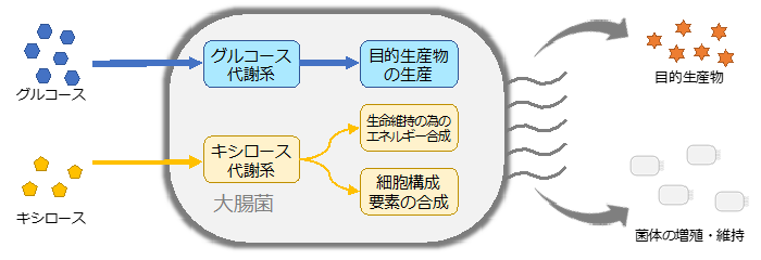 図３　ＰＭＰＥ大腸菌を用いたモノづく