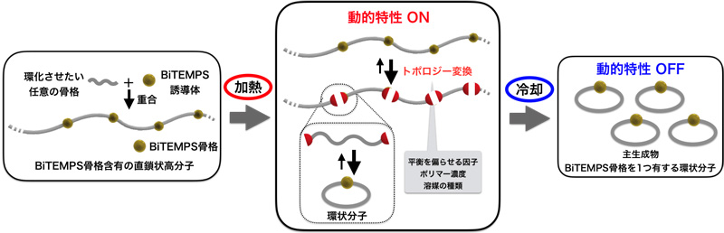 図2　BiTEMPSの動的特性(on-off制御)を利用した環状化合物・高分子の合成法