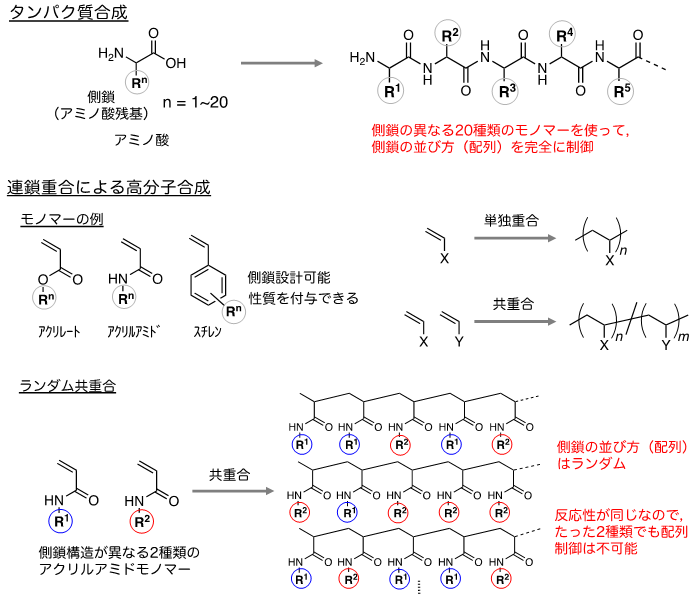１種類のモノマー単位で交互共重合体の合成に成功 ～異なる側鎖の配列制御で液晶性を発現～