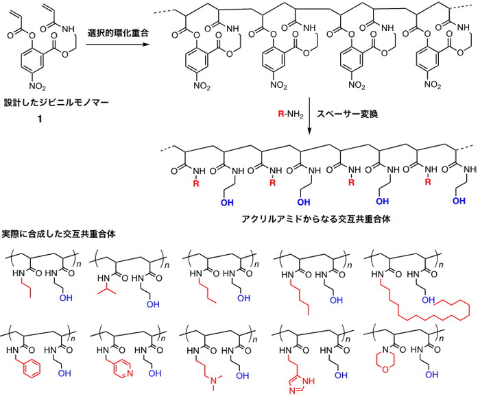 共同発表 １種類のモノマー単位で交互共重合体の合成に成功 異なる側鎖の配列制御で液晶性を発現