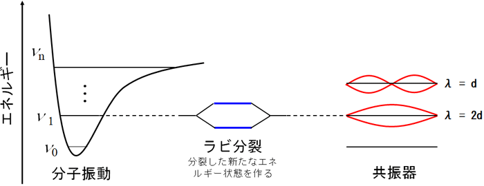 図２　ラビ分裂