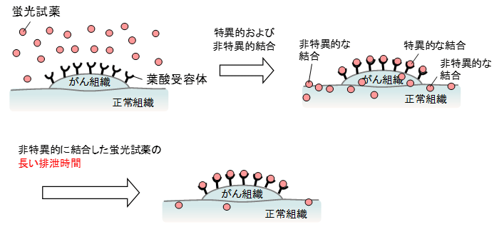 図１　既存の葉酸受容体を検出する蛍光試薬