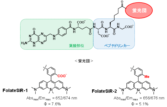 図2　新たに開発した葉酸受容体を発現している細胞を検出する蛍光プローブ