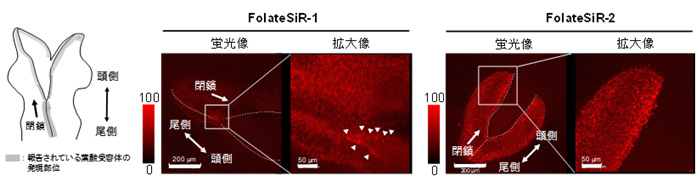 図４　開発した蛍光試薬のマウス胚への応用