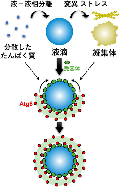 オートファジーは凝集体でなく液滴状態のたんぱく質を分解する