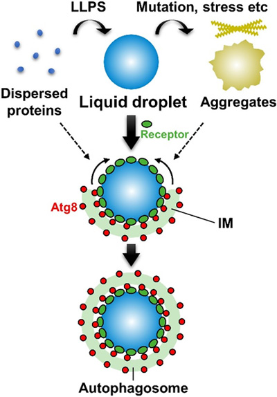 Figure.  Selective autophagy efficiently degrades liquid droplets