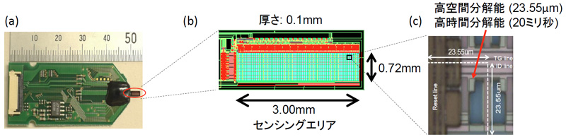 薄型CMOSセンサーによる脳内pHのリアルタイム観察に成功