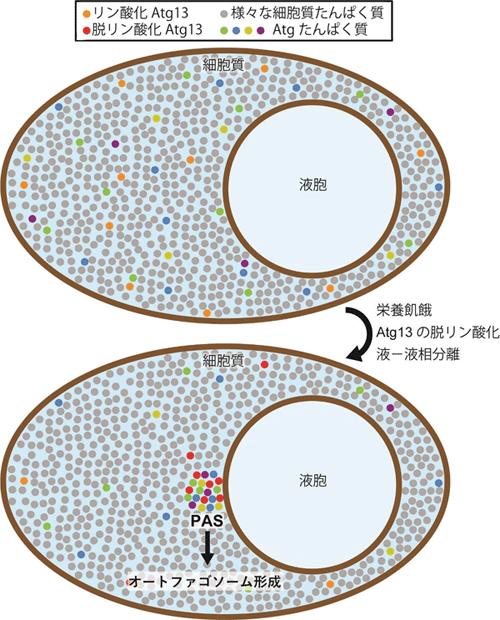 図１　液－液相分離によるＰＡＳの形成モデル