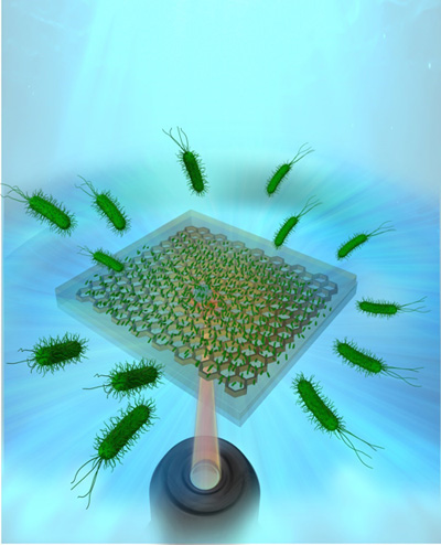 図　ハチの巣を模倣したマイクロ細孔基板に数十秒レーザー照射するだけで「大面積」「高密度」「高生存率」で有用細菌を捕捉