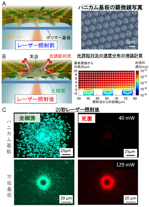 図１　ハニカム基板による生細菌の高密度光濃縮
