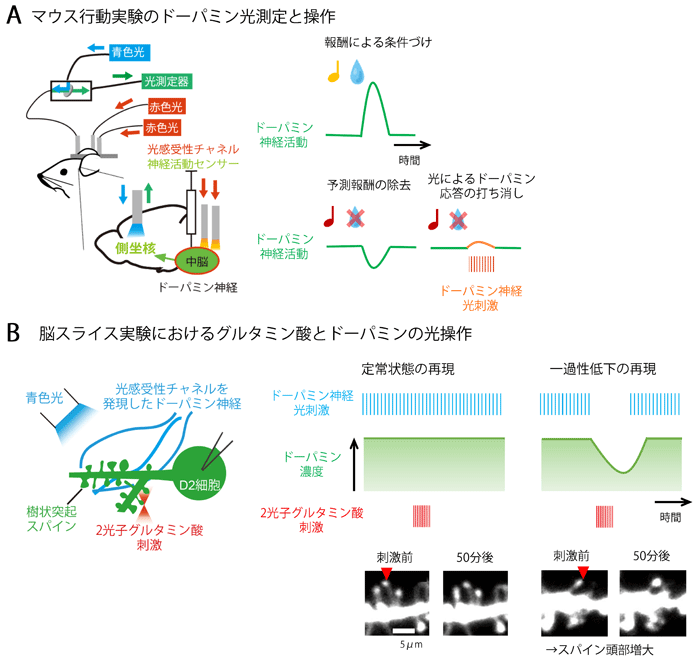 図２　光を駆使したマウス行動実験とスライス実験によるＤ２受容体機能の解明