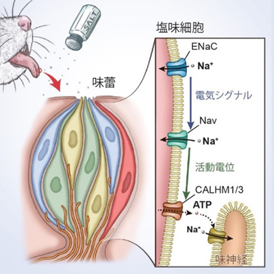舌で「おいしい」塩味を感じる仕組みが明らかに