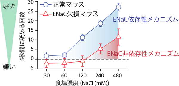 図4　ENaC欠損マウスの塩味に対する嗜好性行動試験