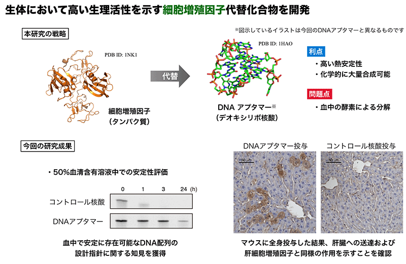 図　本発表の概要（From Sci. Adv. 6 : eaay2801 (2020). This work is licensed under CC BY-NC （http://creativecommons.org/licenses/by-nc/4.0/））