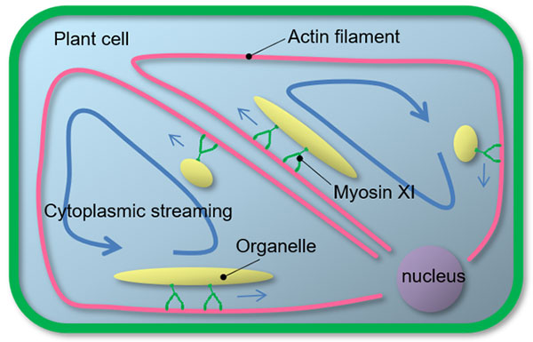 Figure 1:  Cytoplasmic streaming in plant cells