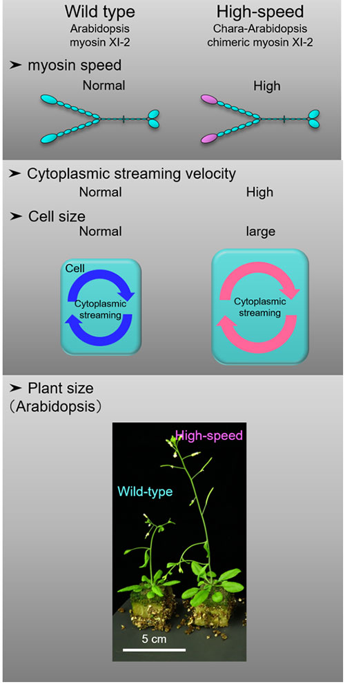 Fig. 2: Size enhancement of Arabidopsis thaliana by high-speed myosin XI