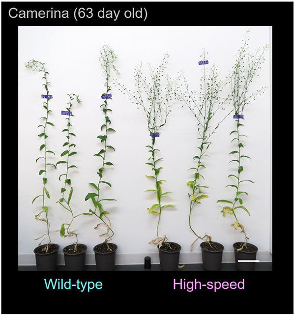 Fig. 3: High-speed myosin XI promotes camelina growth and increases the seeds number