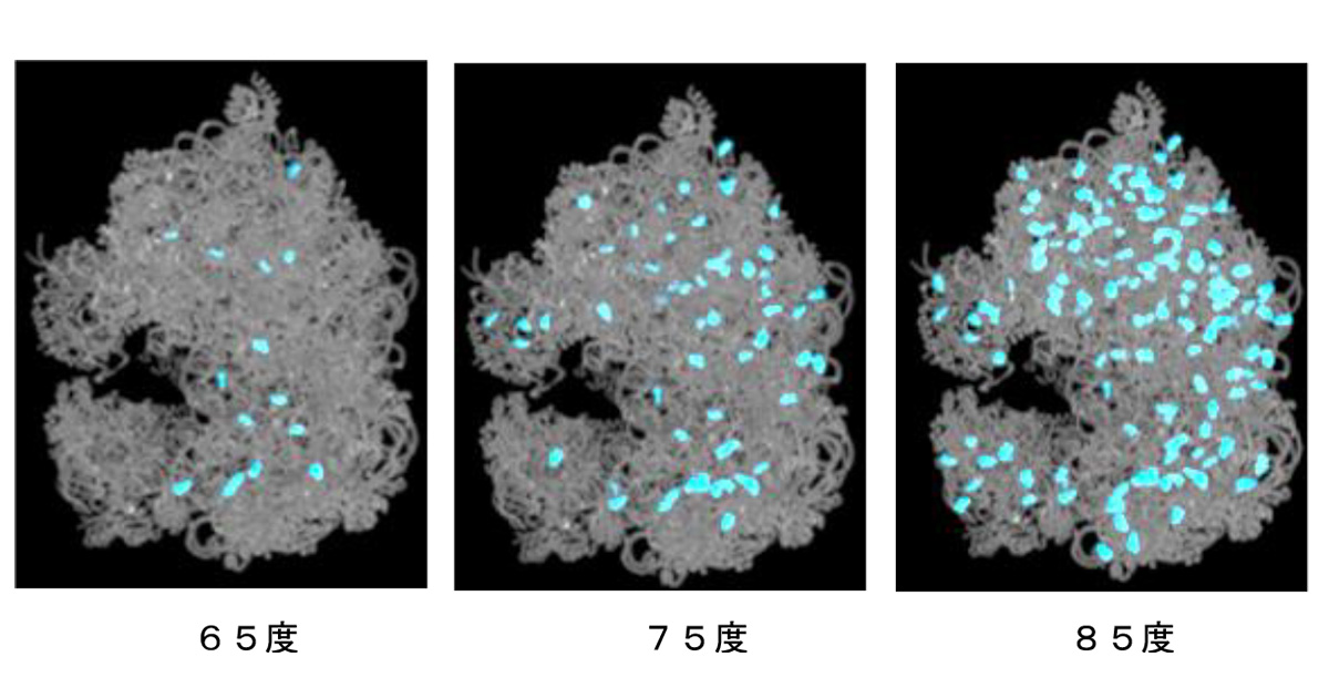 ＲＮＡに飾りを増やして高温環境下で生き延びる