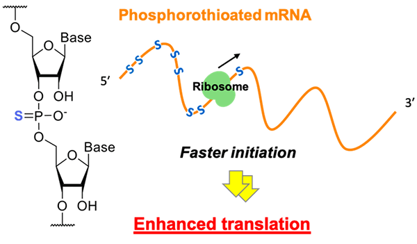 Figure. PS modification on mRNA enhances translation initiation”