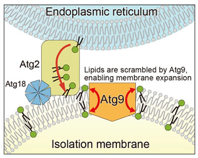 Figure 2: Lipid scrambling by Atg9 enables isolation membrane expansion