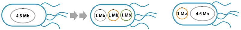 Figure 1:  Chromosome splitting