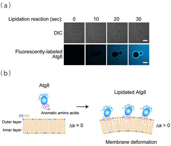 Figure 1. Membrane transforming activity of lipidated Atg8s