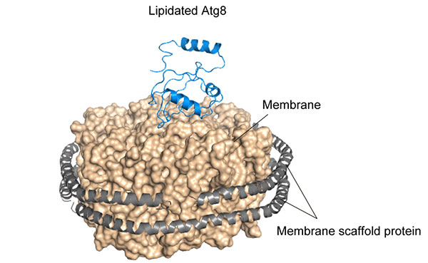 Figure 2. Structure of lipidated Atg8