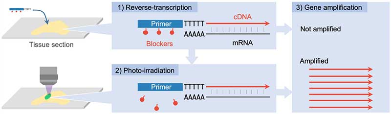 Figure 1. A principle of PIC technology to detect gene expression from photo-irradiated areas.