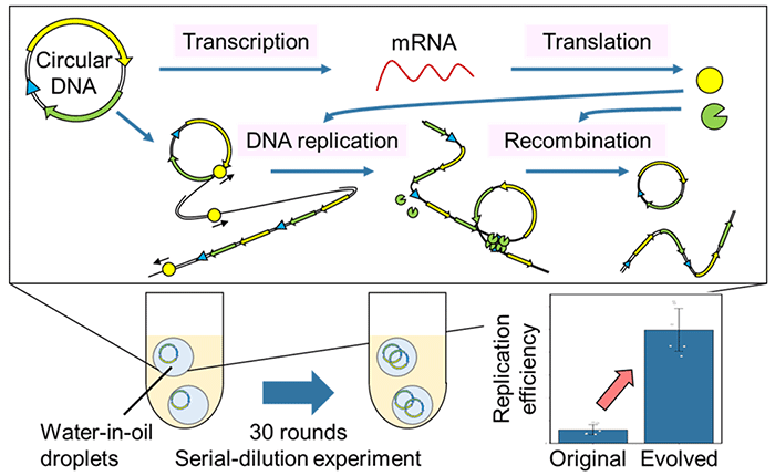 Figure 1:  Artificial genomic DNA replication and evolution outside of the cell
