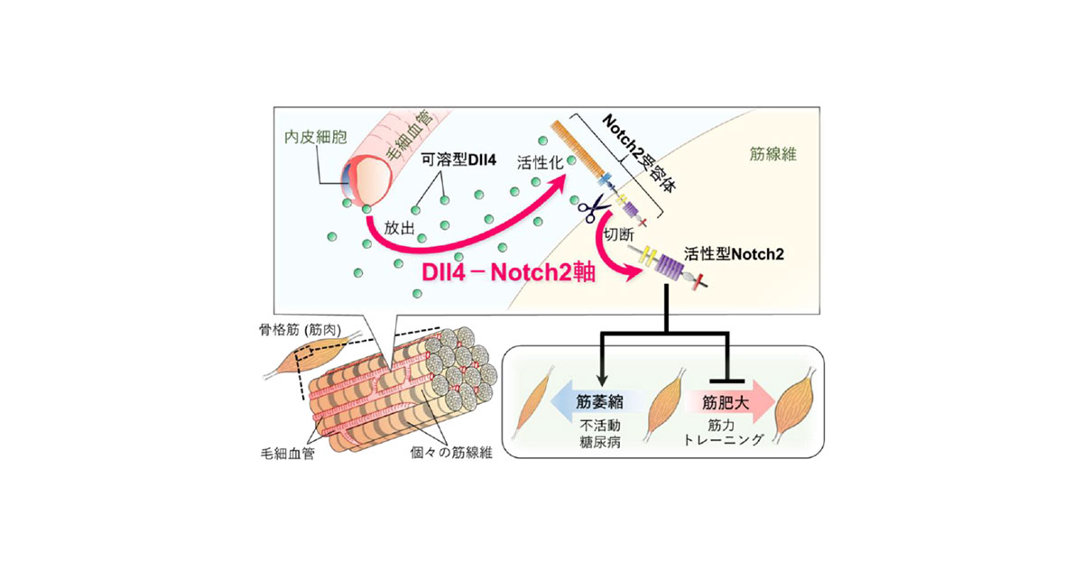 共同発表：不活動や糖尿病による筋萎縮のメカニズムを解明～血管