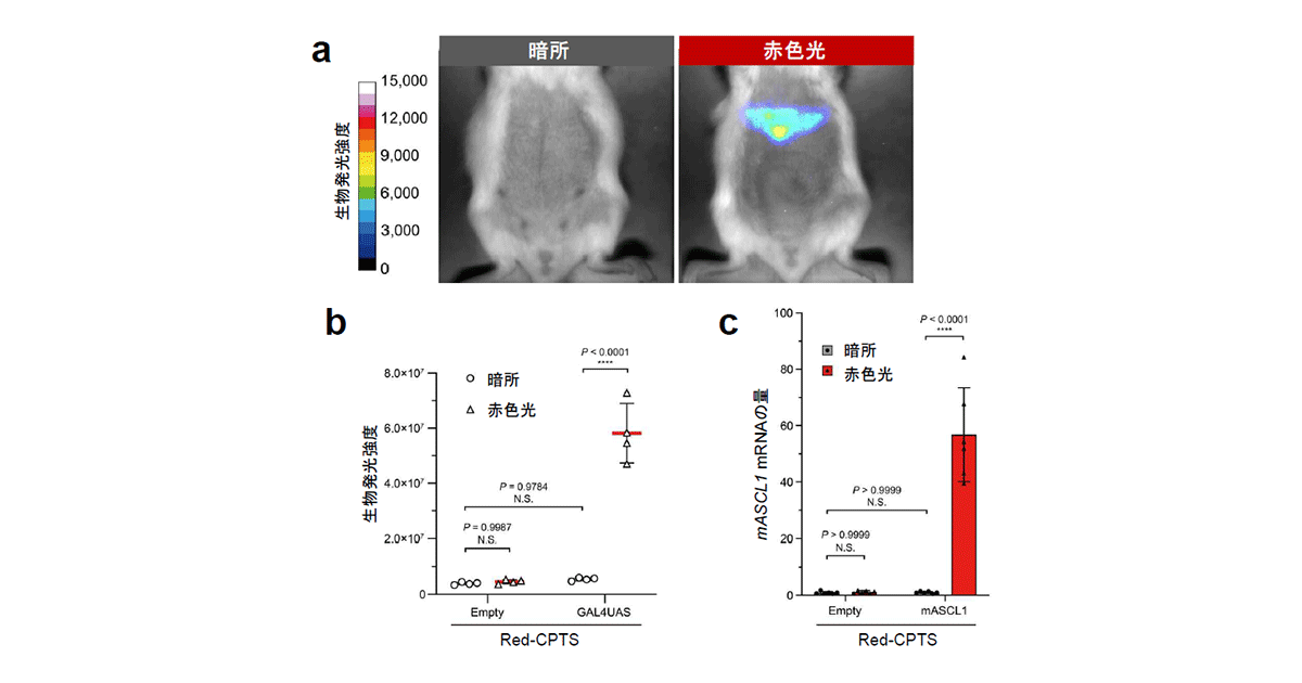 共同発表：生命現象を赤色光でコントロールする技術を開発