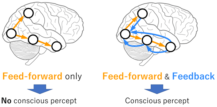 Figure1: Importance of bidirectionality for consciousness
