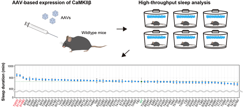 Fig.1  AAV-based screening for CaMKIIβ phosphomimetic mutants